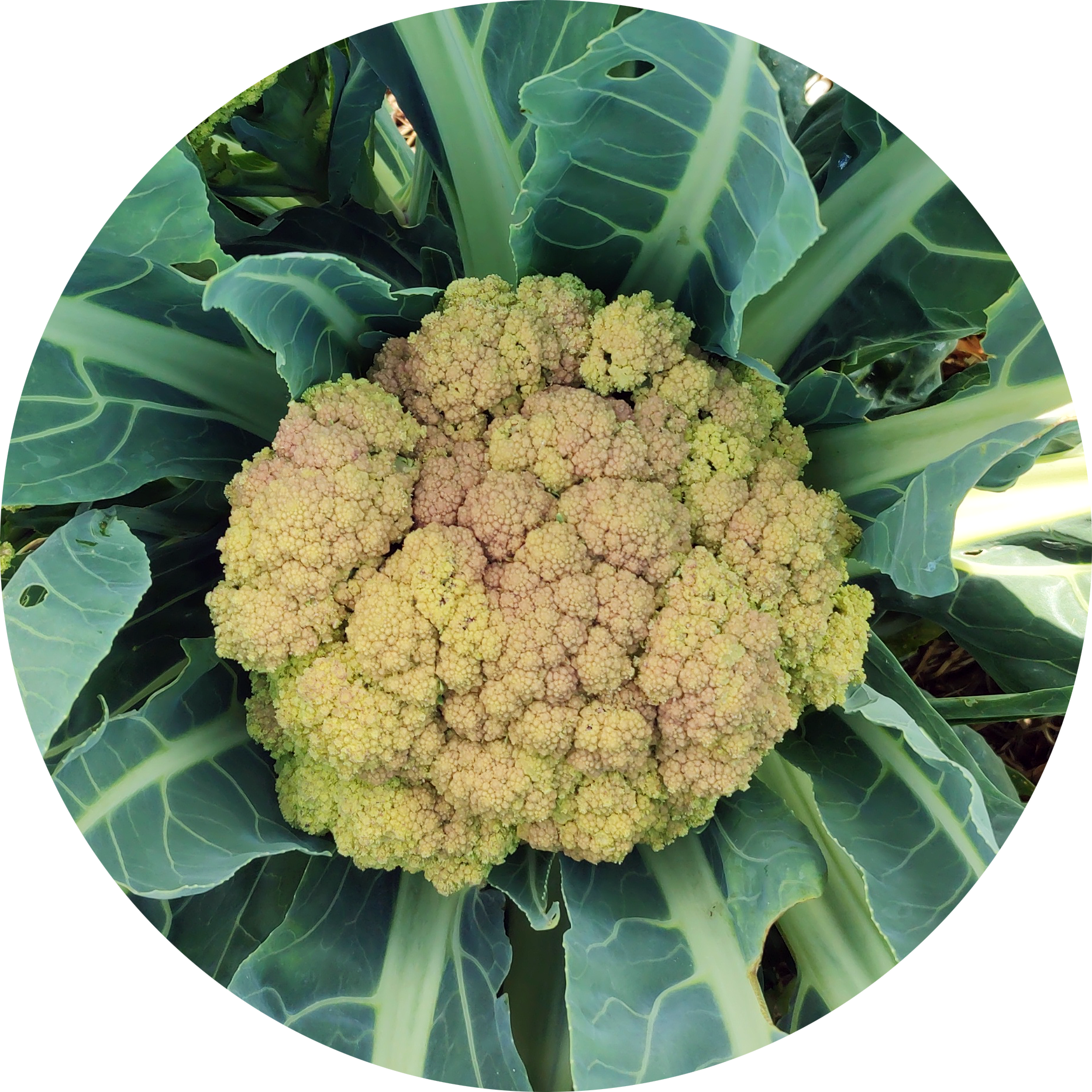 bloemkool planten Bloemkool 'Verde di Macerata' zaden – Kwekerij KWEEK