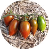 Zaden tomaat 'Emalia'