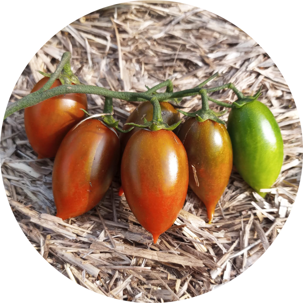 Zaden tomaat 'Emalia'