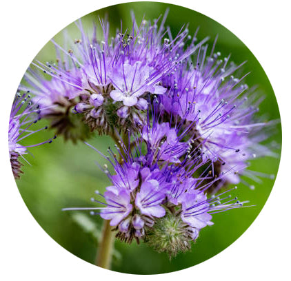 Phacelia Bodemverbeteraar – 1 Kg Zaden, Bijvriendelijk, Voor Groenbemesting, Bloeit Van Juni Tot September, Dek 250 M², Gecertificeerd Kiemzaad