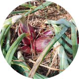 Sjalot 'Long red Florence'