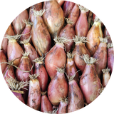 ajuin zaden kopen 'Long red florence'