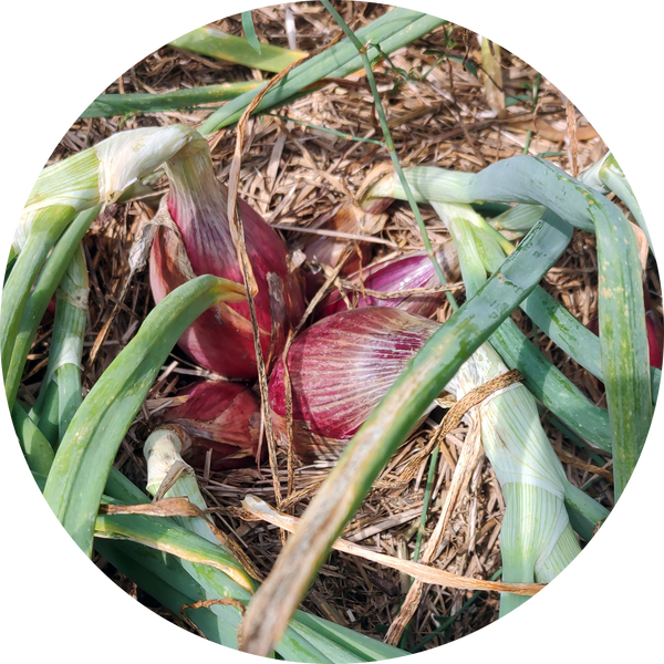 Sjalot 'Long red Florence'