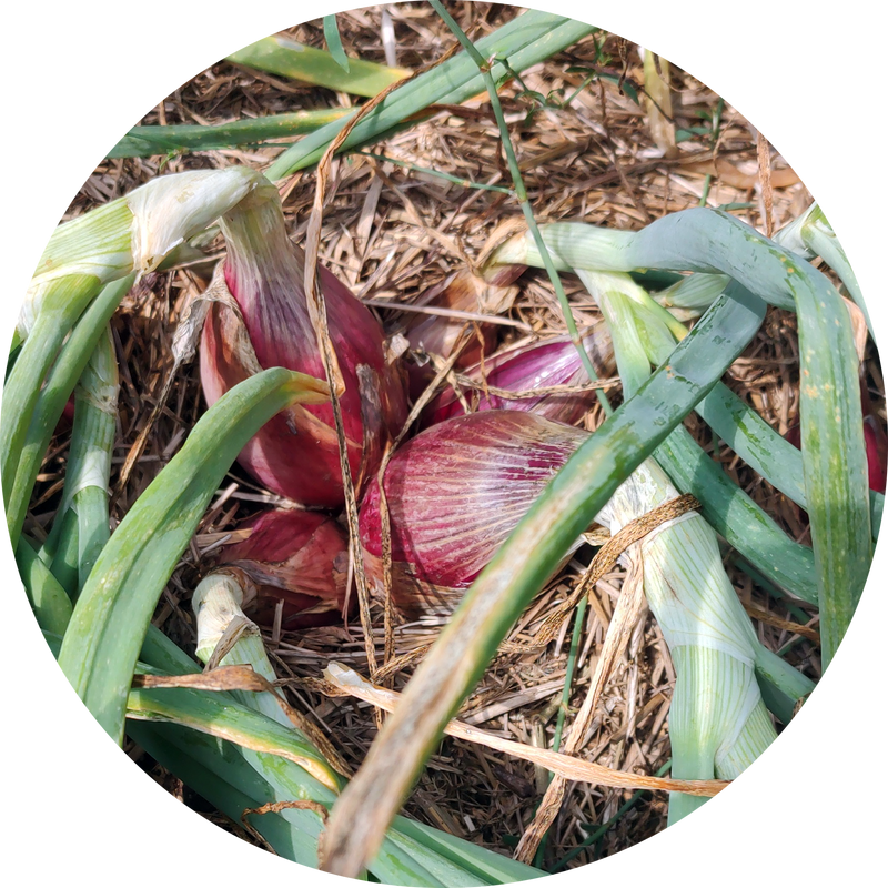 Sjalot 'Long red Florence'