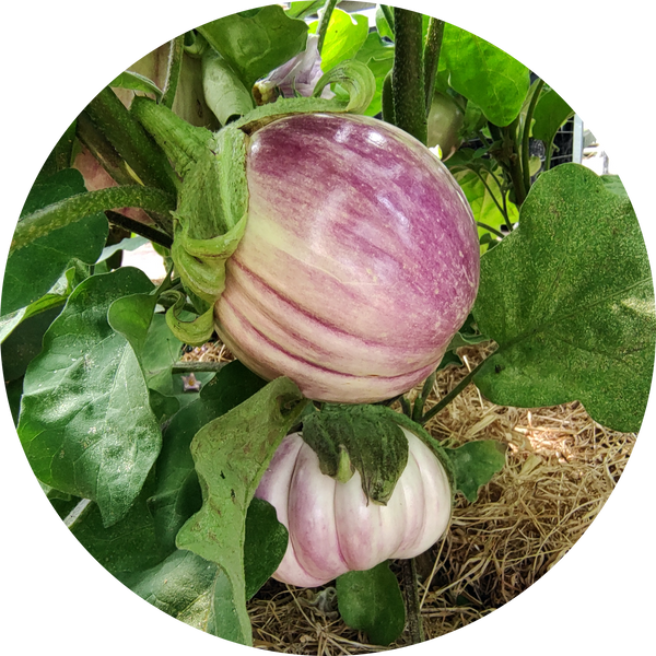 Zaden aubergine 'Rosa bianca'