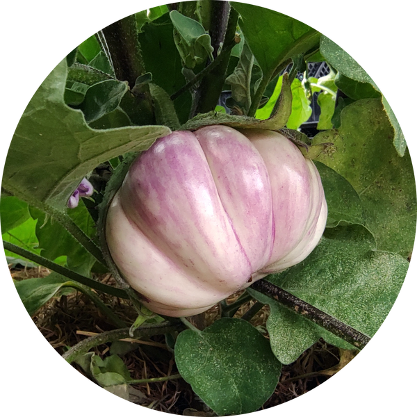 Zaden aubergine 'Rosa bianca'