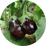 Zaden aubergine 'Black beauty'