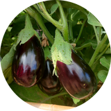 Zaden aubergine 'Black beauty'