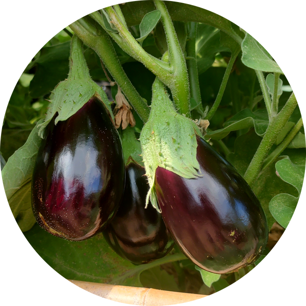 Zaden aubergine 'Black beauty'