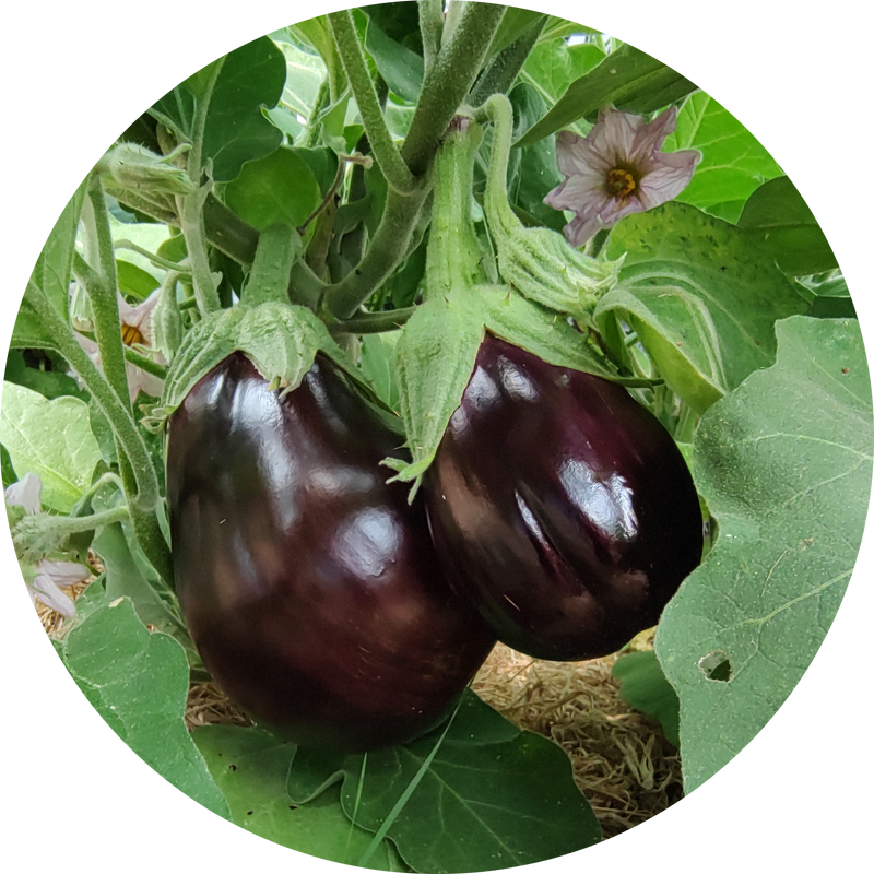 Zaden aubergine 'Black beauty'