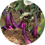 Aubergine zaden kopen 'Chinese string'