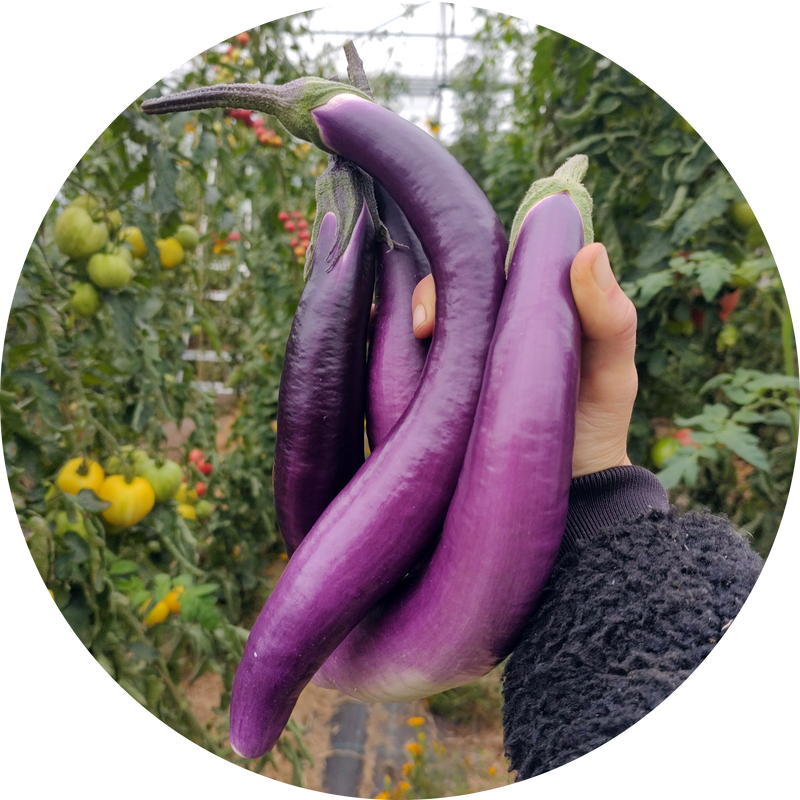 Aubergine zaden kopen 'Chinese string'