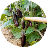 Zaden aubergine 'Little fingers'