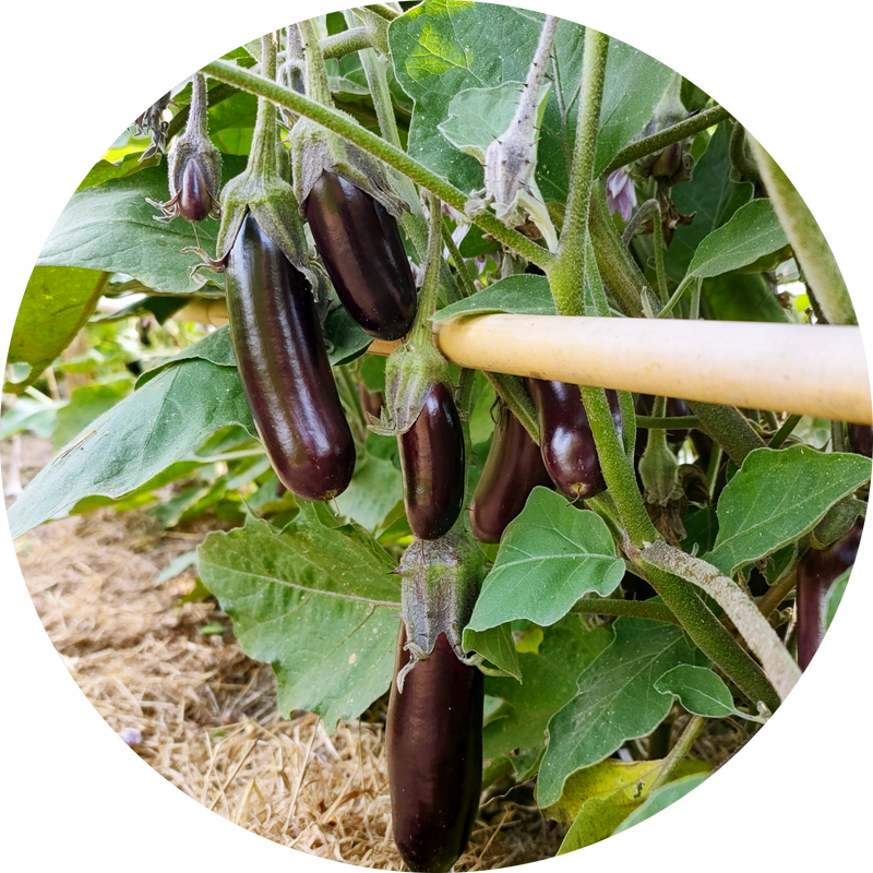 Zaden aubergine 'Little fingers'