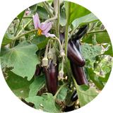 Zaden aubergine 'Little fingers'