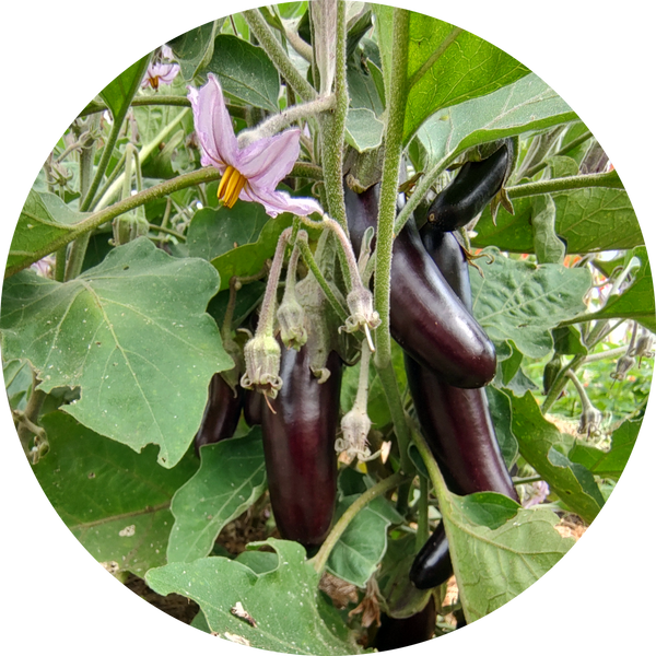 Zaden aubergine 'Little fingers'