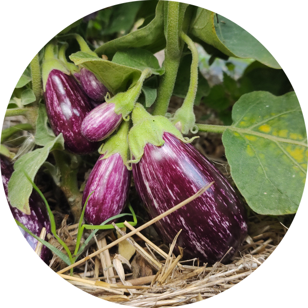 Aubergine zaden kopen 'Pijama'