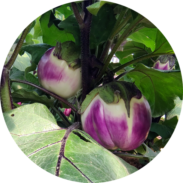 Zaden aubergine 'Prosperosa'