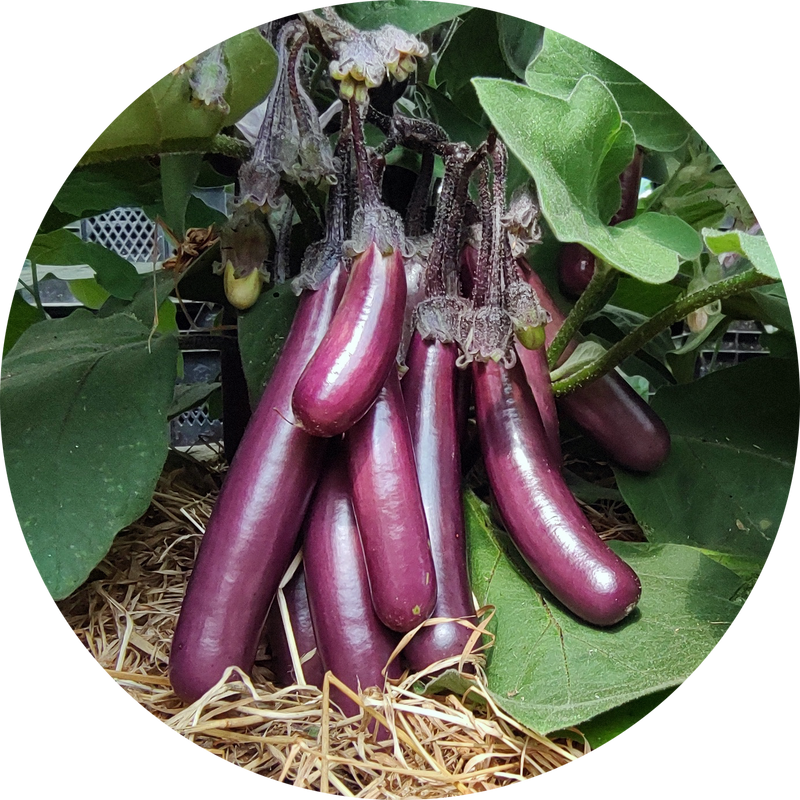 Zaden aubergine 'Slim jim'