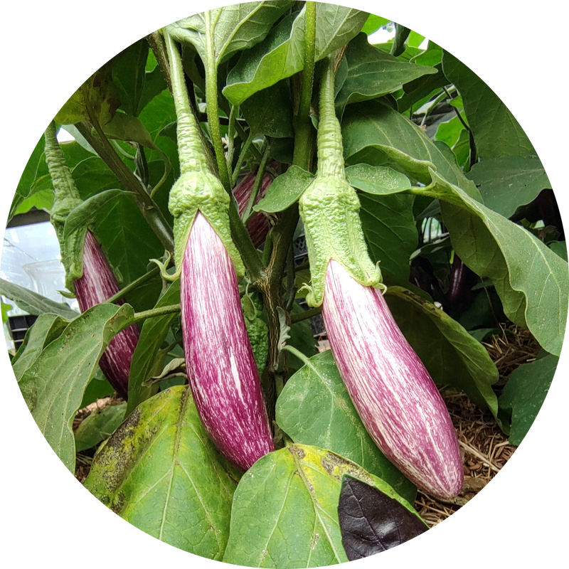 Zaden aubergine 'Tsakoniki'