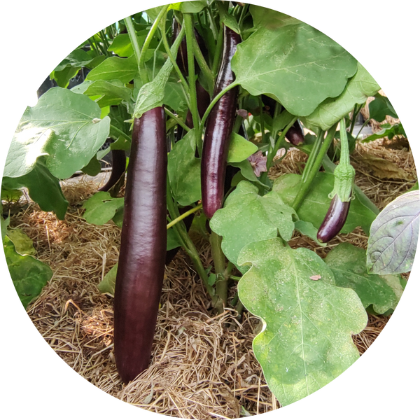 Zaden aubergine 'Violette longue'