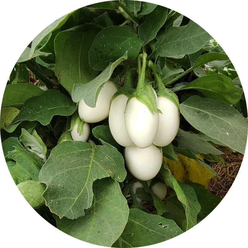 Zaden aubergine 'White egg'