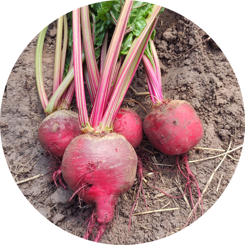 Beta vulgaris 'Chioggia'