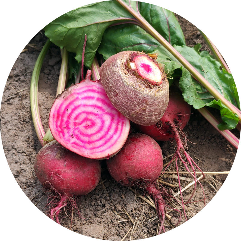 Beta vulgaris 'Chioggia'