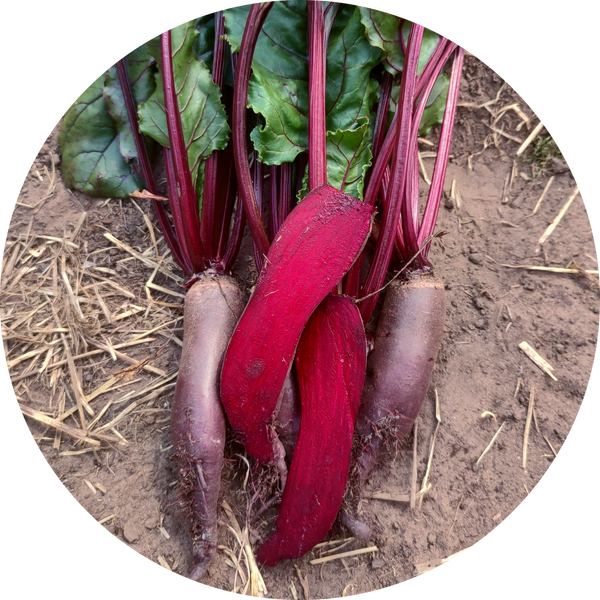 Beta vulgaris 'Cylinda'