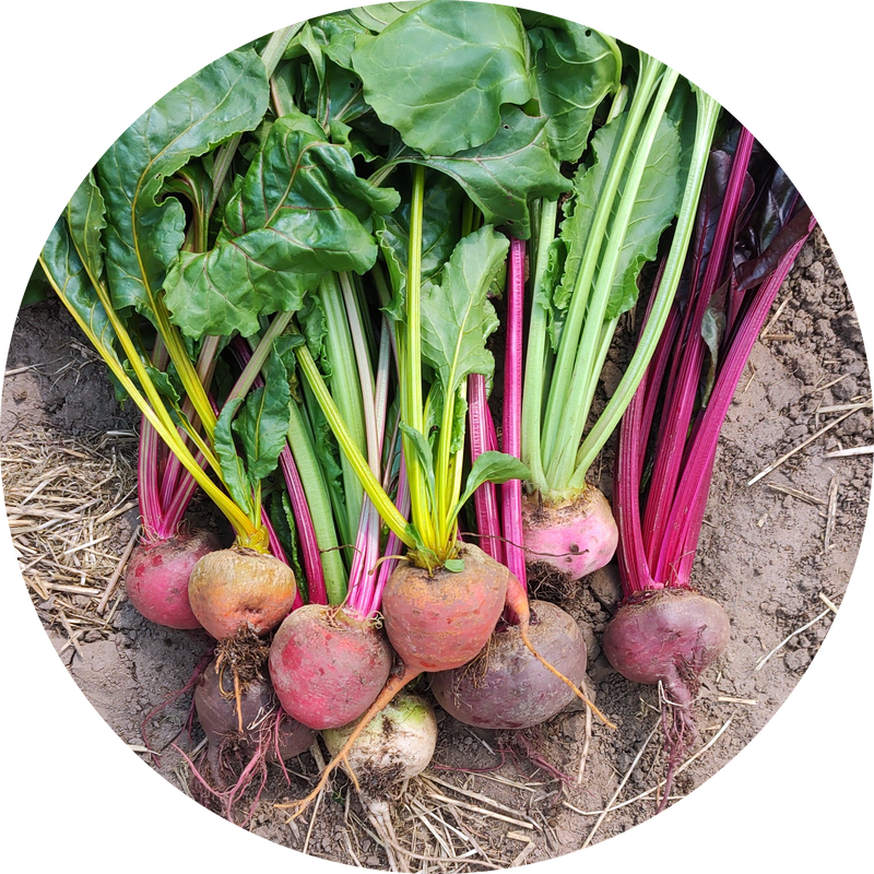 Beta vulgaris mix