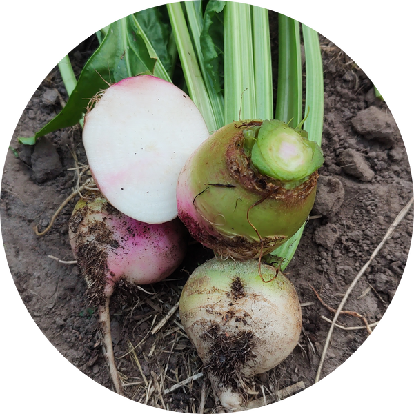 Beta vulgaris 'albina'