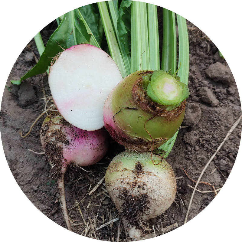 Beta vulgaris 'albina'