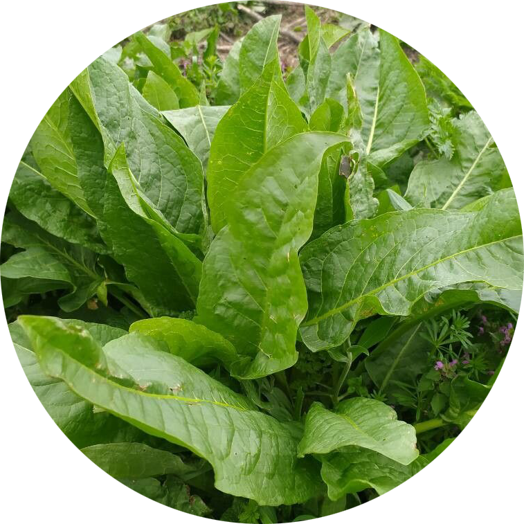 Doorlevende spinazie