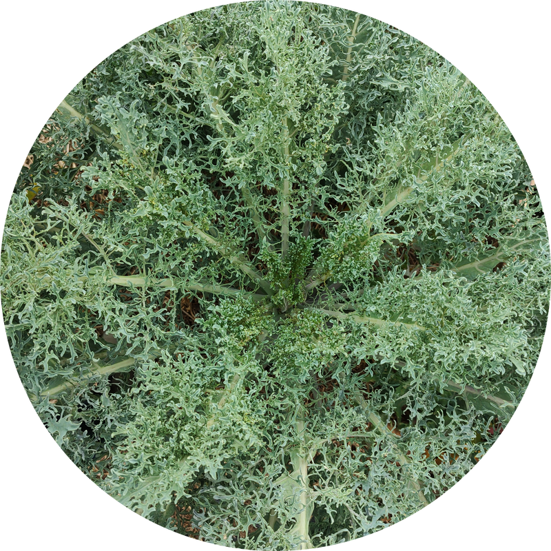 Zaden kopen bladkool 'Seaweed kale'