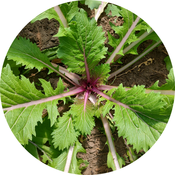 Zaden bladmosterd 'Pink lettucy'