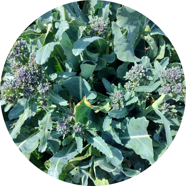 Zaden broccoli 'Summer purple'