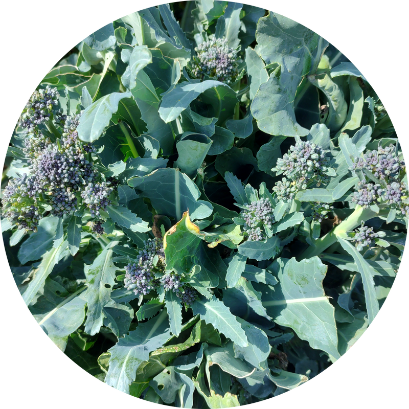 Zaden broccoli 'Summer purple'