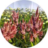 Celosia 'Celway Terra cotta'
