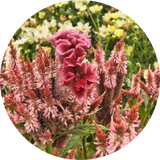 Celosia 'Celway Terra cotta'