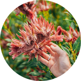 Celosia 'Celway Terra cotta'