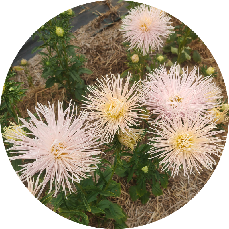 Zaden kopen Chinese aster 'Brunhilde Chamois'