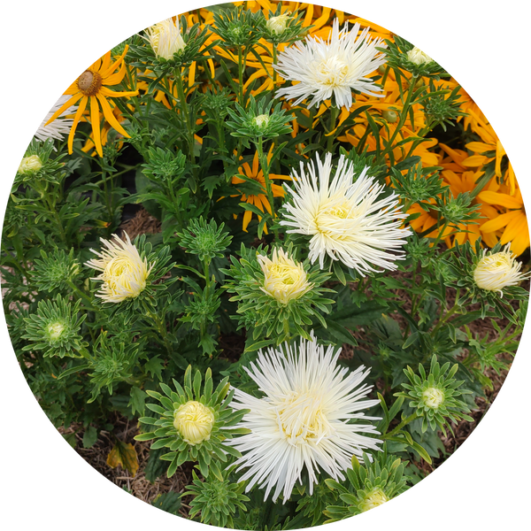 Valkyrie Isolde white