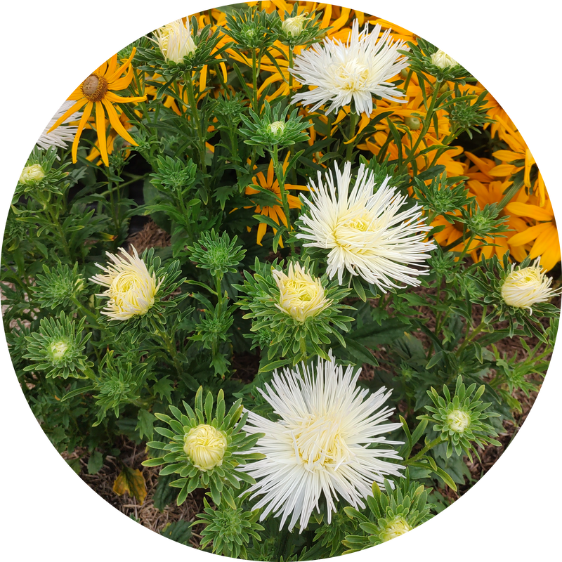 Valkyrie Isolde white