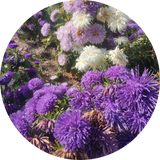 Mix van paarse Chinese asters