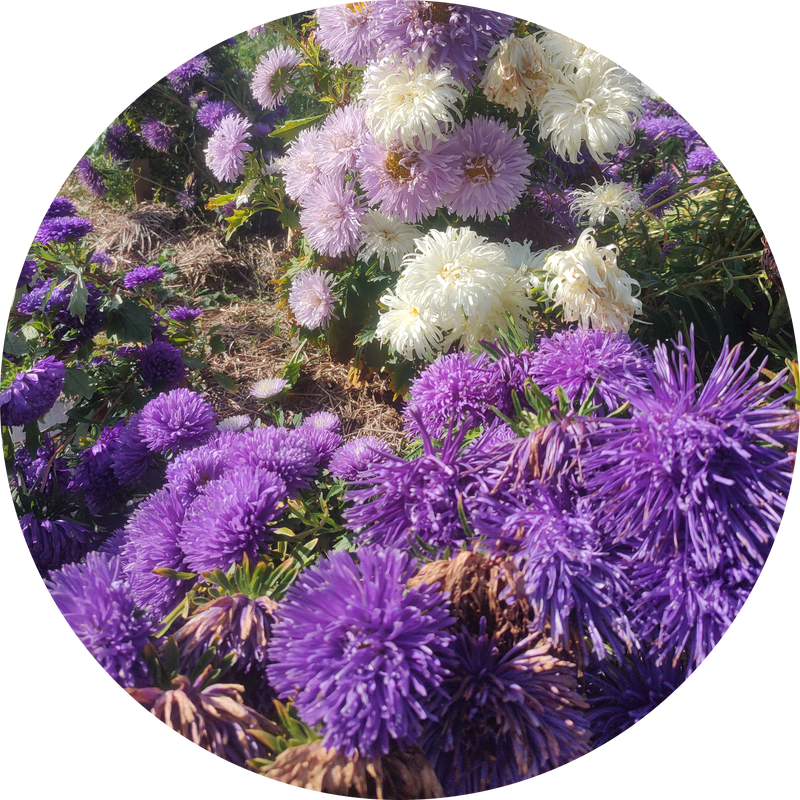 Mix van paarse Chinese asters