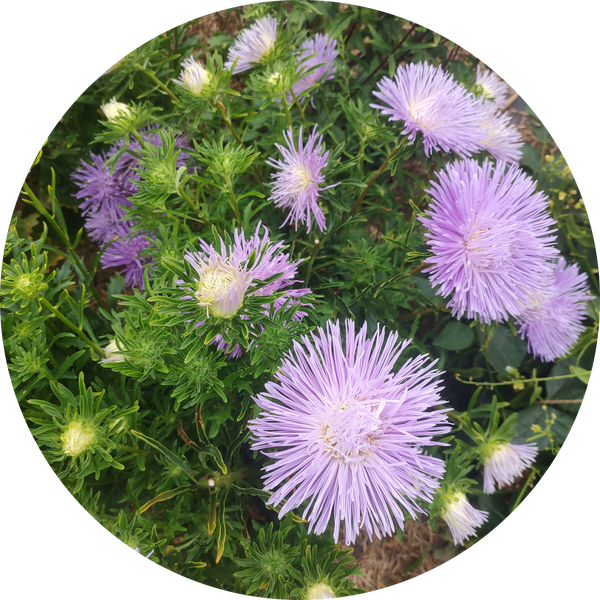 Mix van paarse Chinese asters