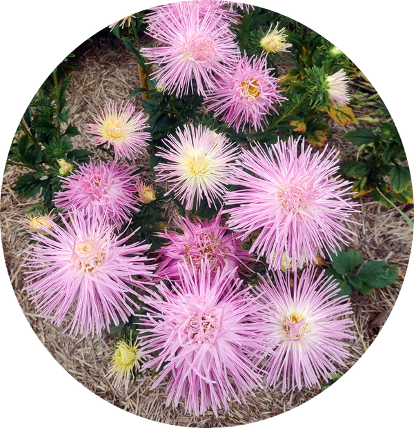 Valkyrie Tristan pink