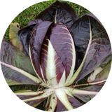 Roodlof 'Cicoria di Treviso precoce'