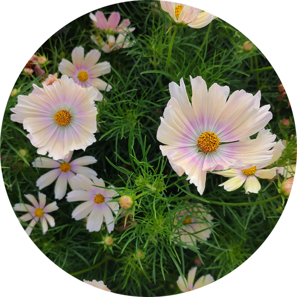 Zaden cosmos bipinnatus 'Apricot Lemonade'