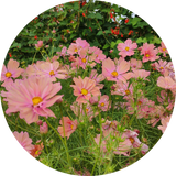 Cosmea zaden kopen 'Apricotta'